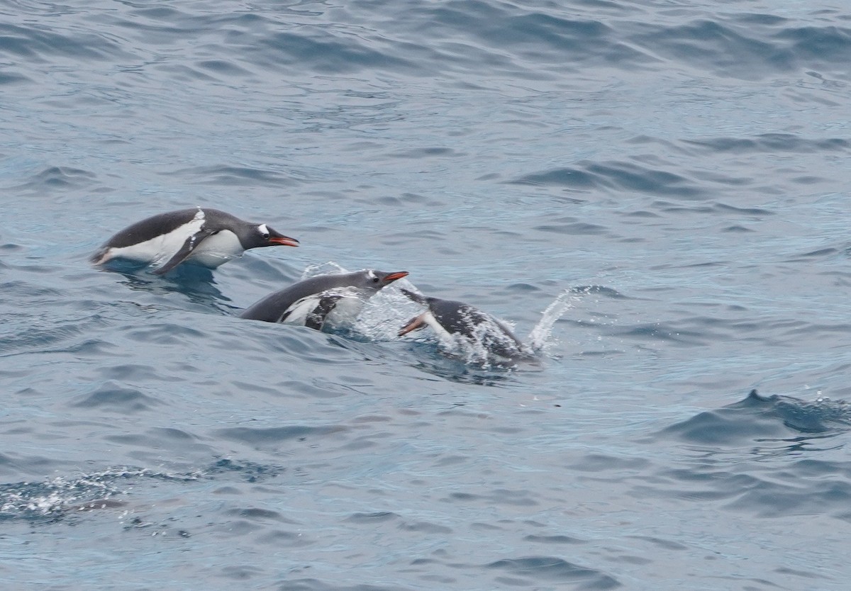 Gentoo Penguin - ML646266913