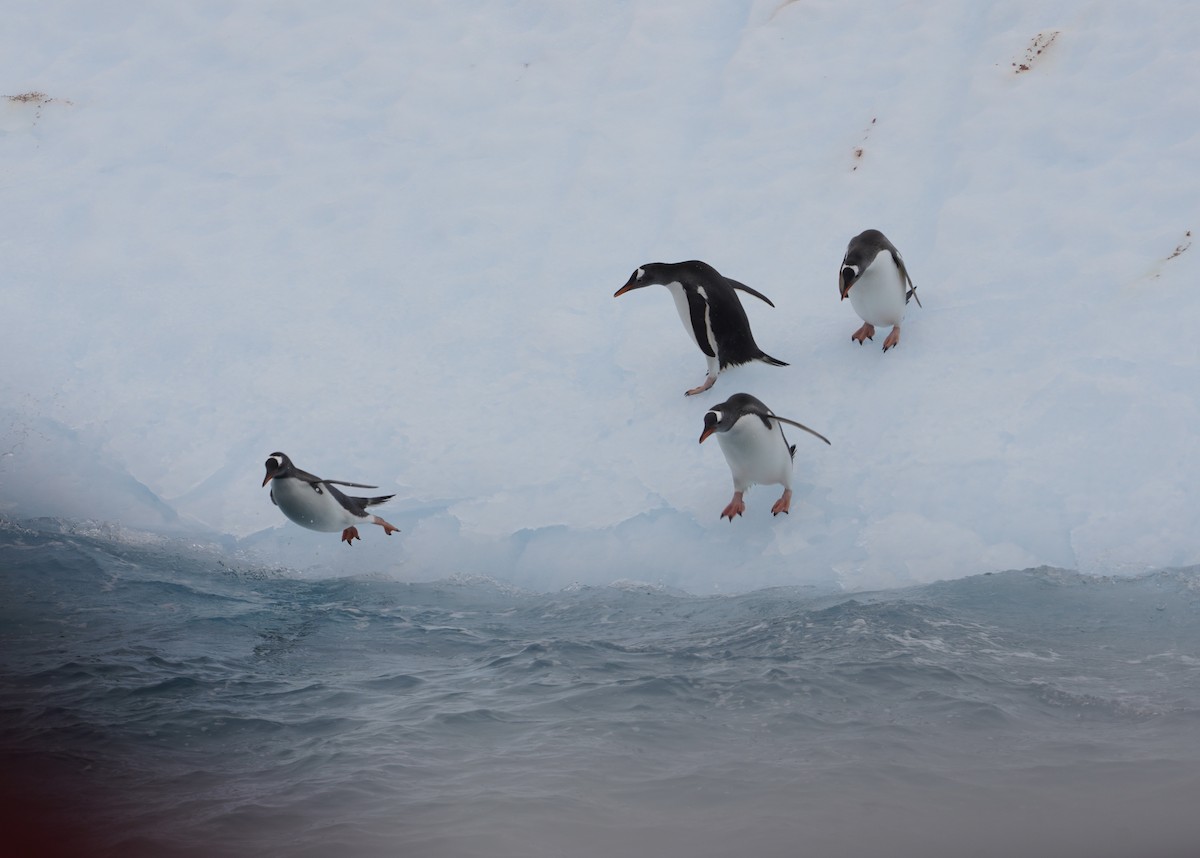 Gentoo Penguin - ML646266914