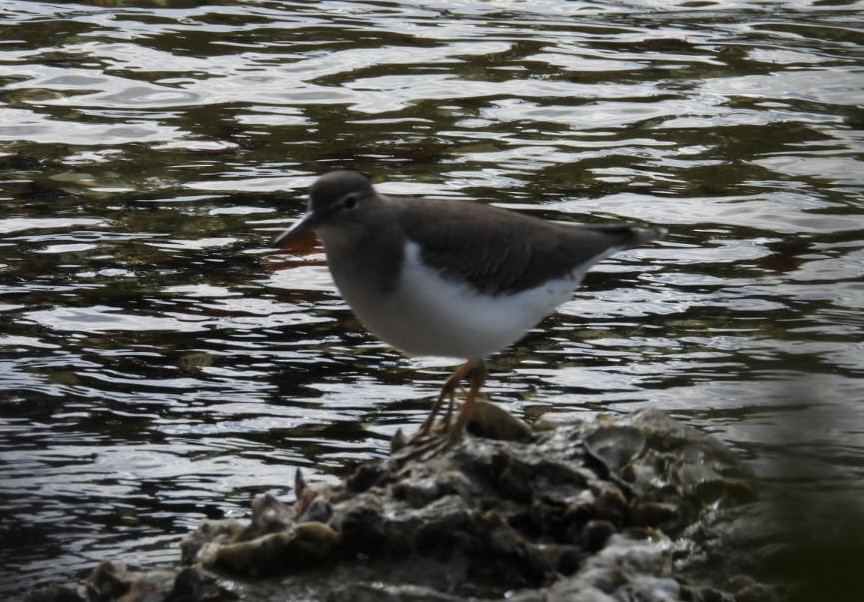 Spotted Sandpiper - ML646266916