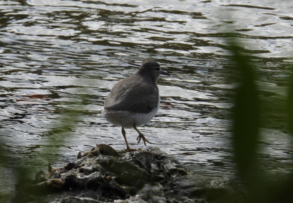 Spotted Sandpiper - ML646266917