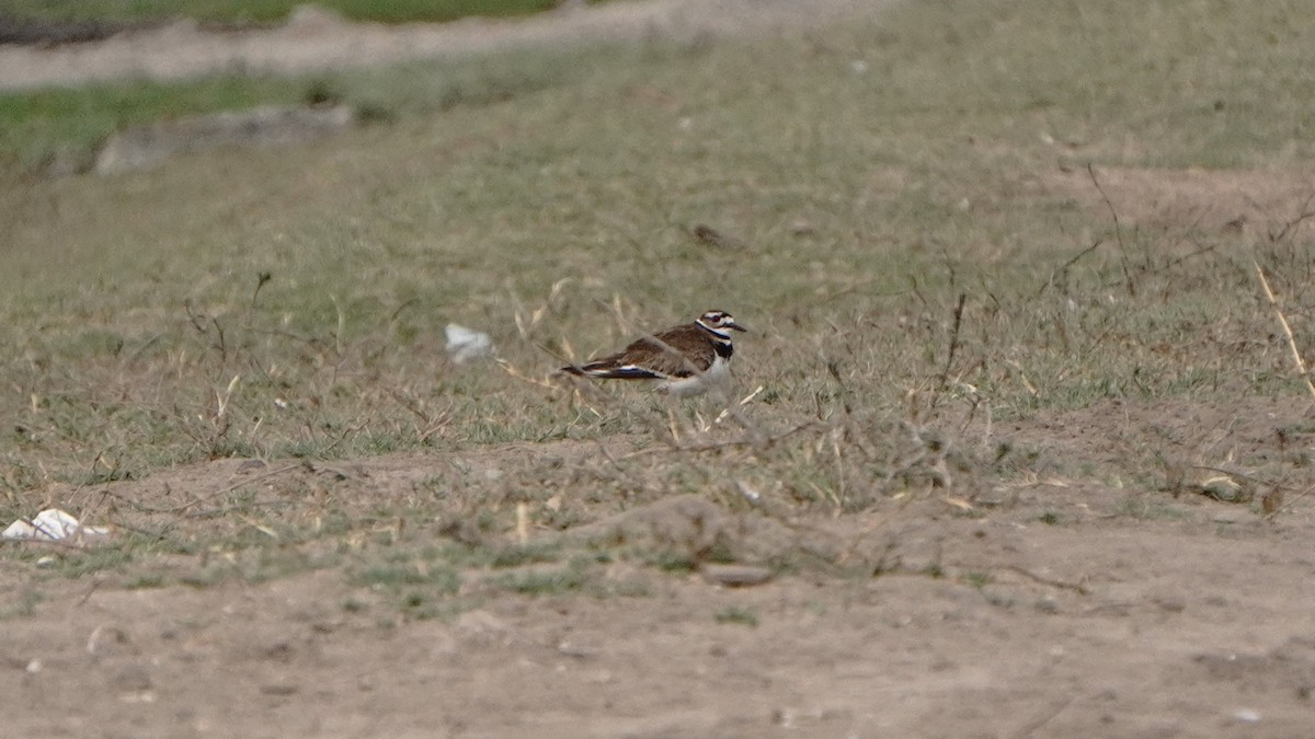 Killdeer - ML646266918