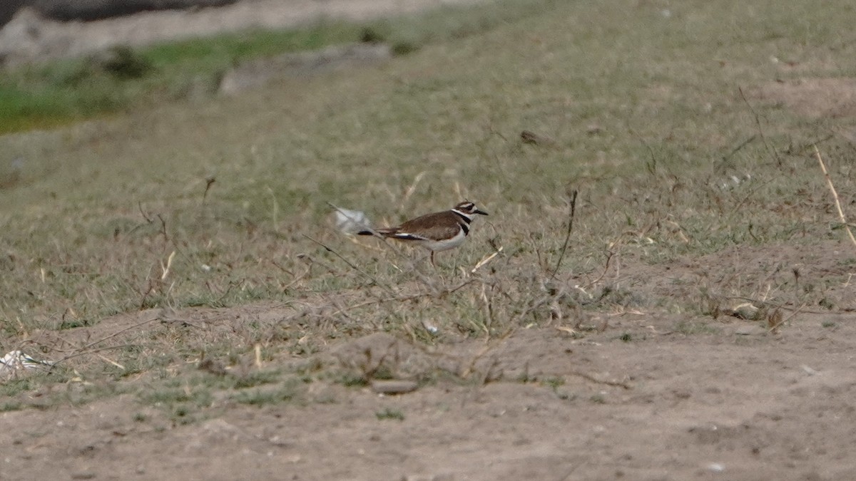 Killdeer - ML646266919