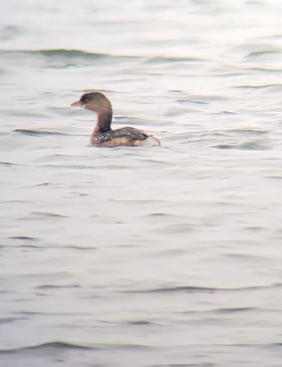 Pied-billed Grebe - ML646266920