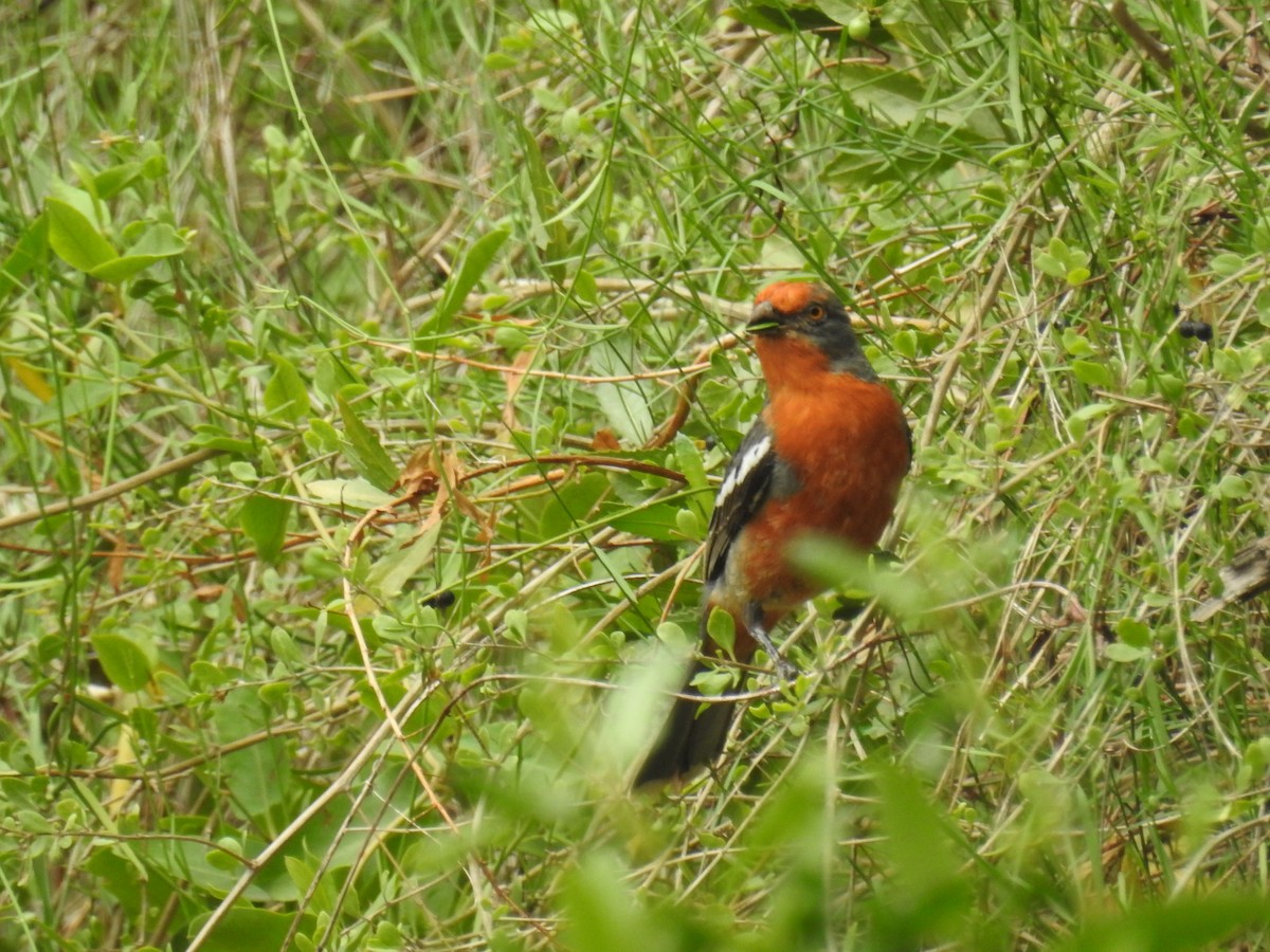 White-tipped Plantcutter - ML646266921