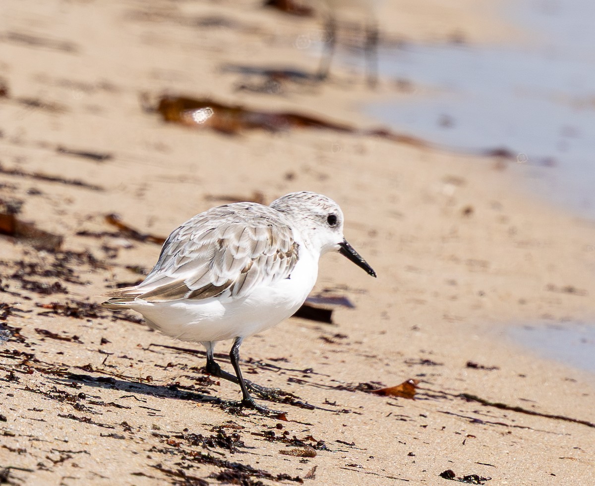 Sanderling - ML646266922