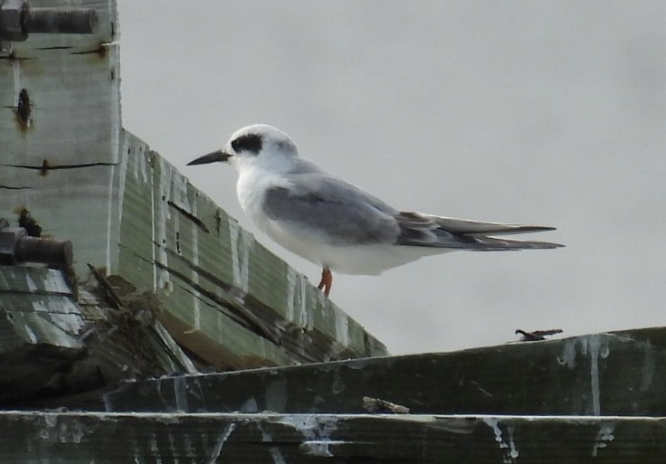 Forster's Tern - ML646266923