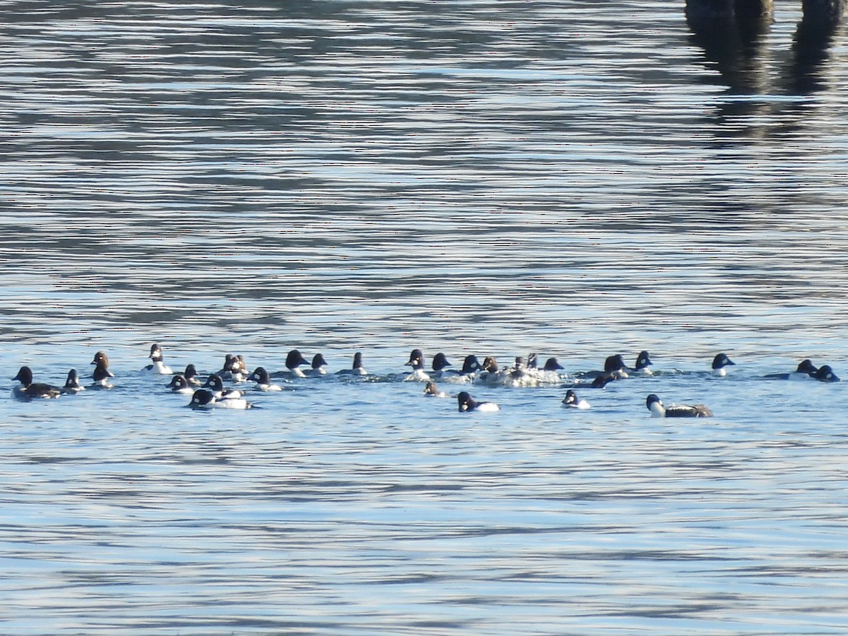 Common Goldeneye - ML646266929