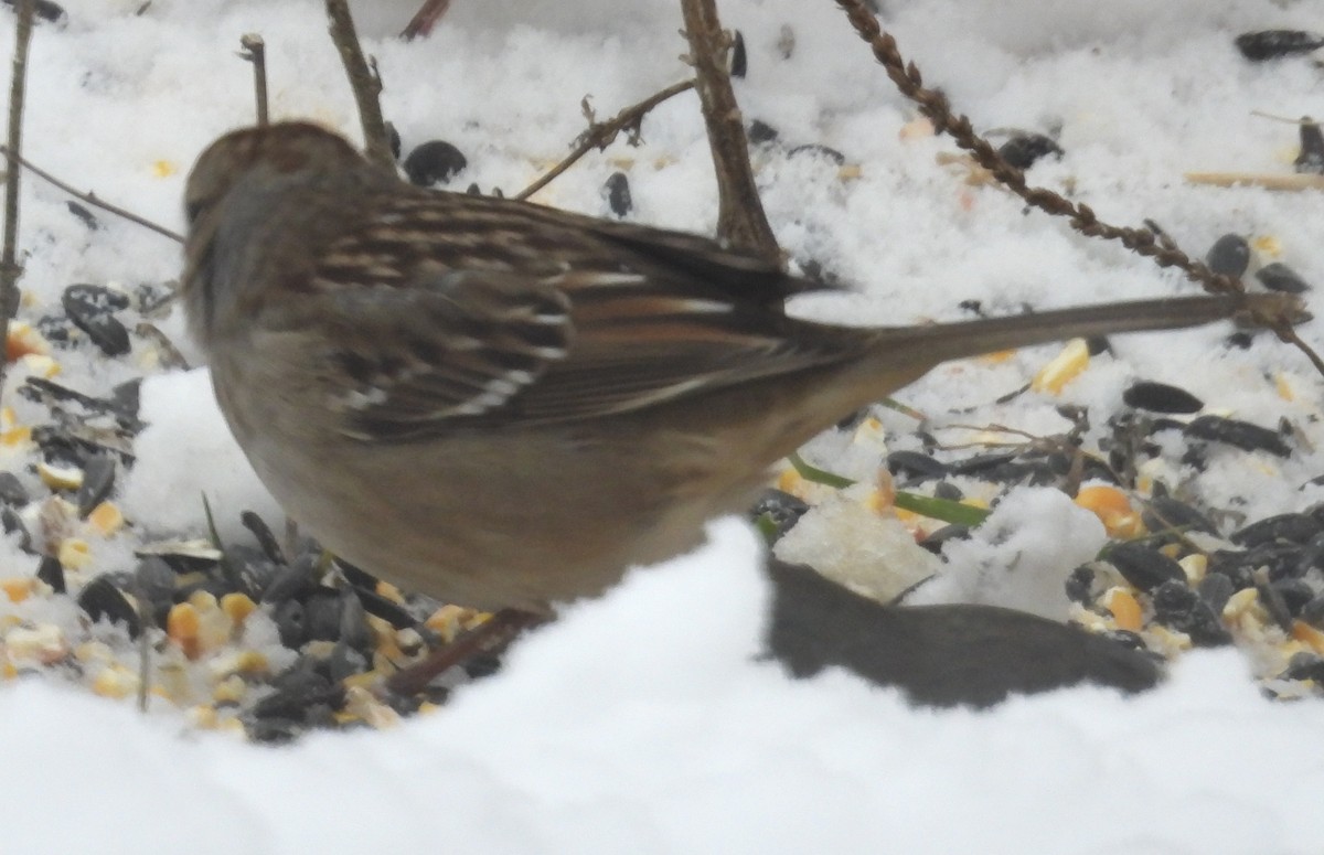 White-crowned Sparrow - ML646266932