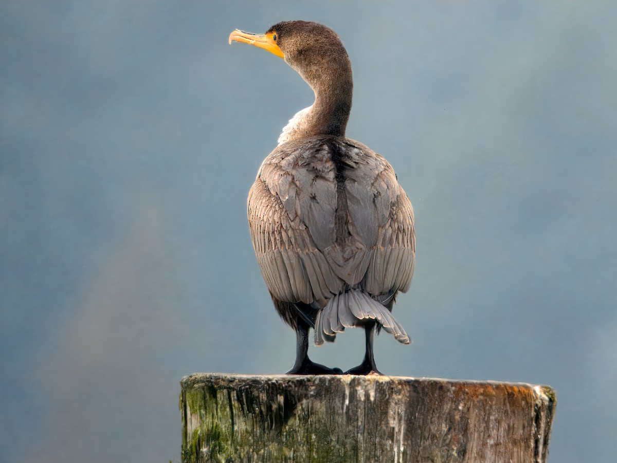 Double-crested Cormorant - ML646266933