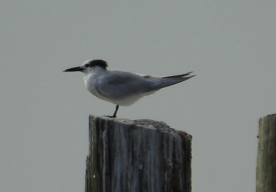 Sandwich Tern - ML646266935