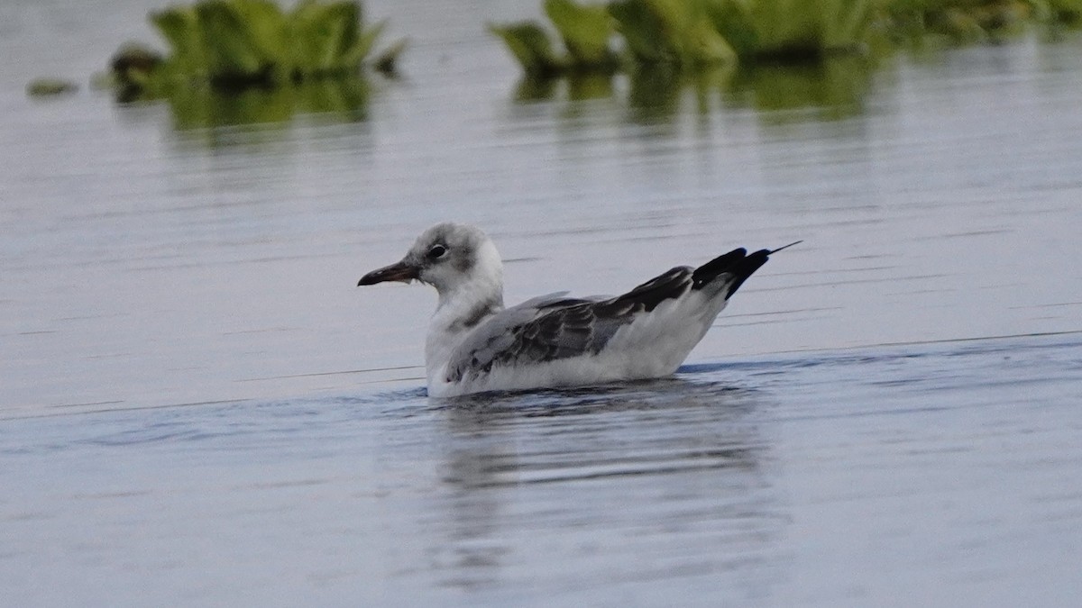 Antxeta burugrisa - ML646266936