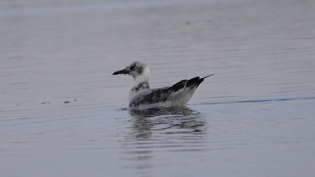 Antxeta burugrisa - ML646266937