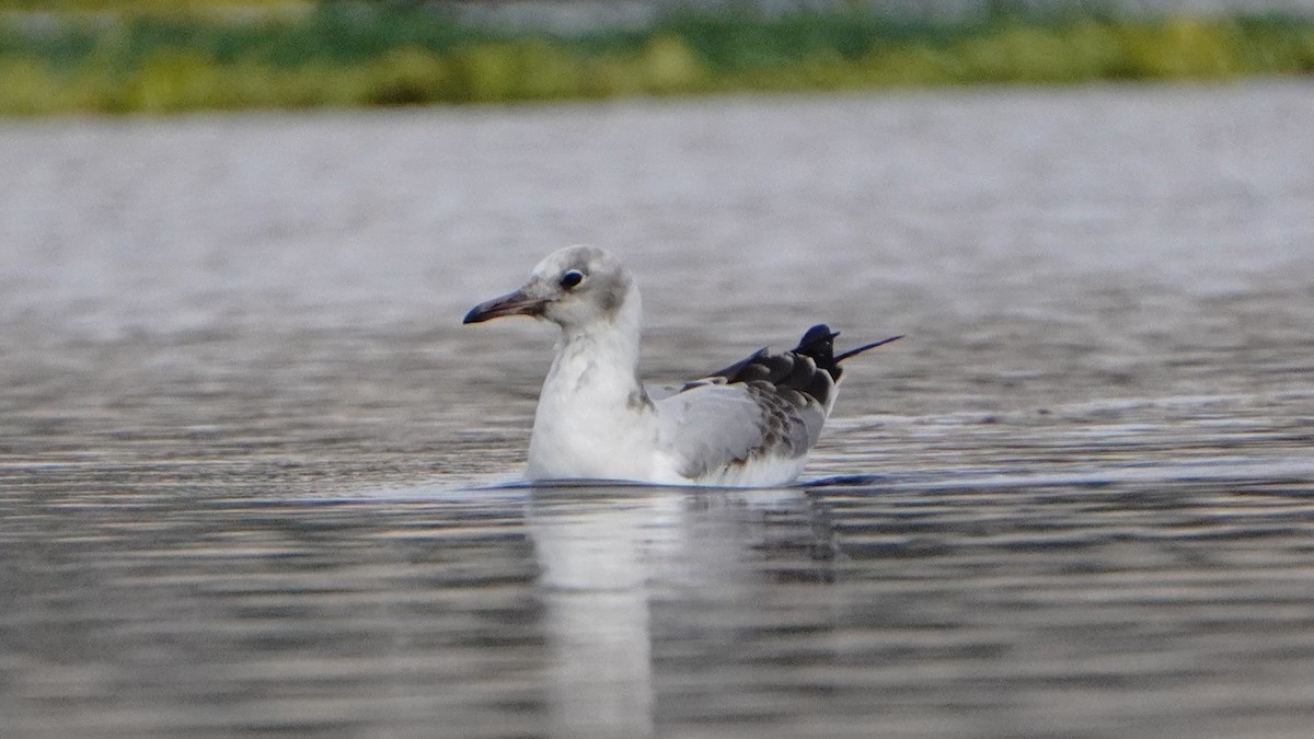 Antxeta burugrisa - ML646266939