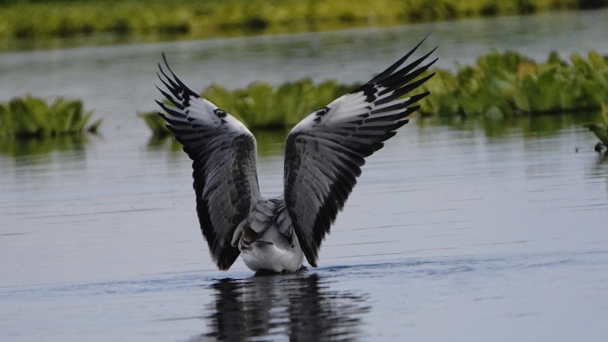 Antxeta burugrisa - ML646266940