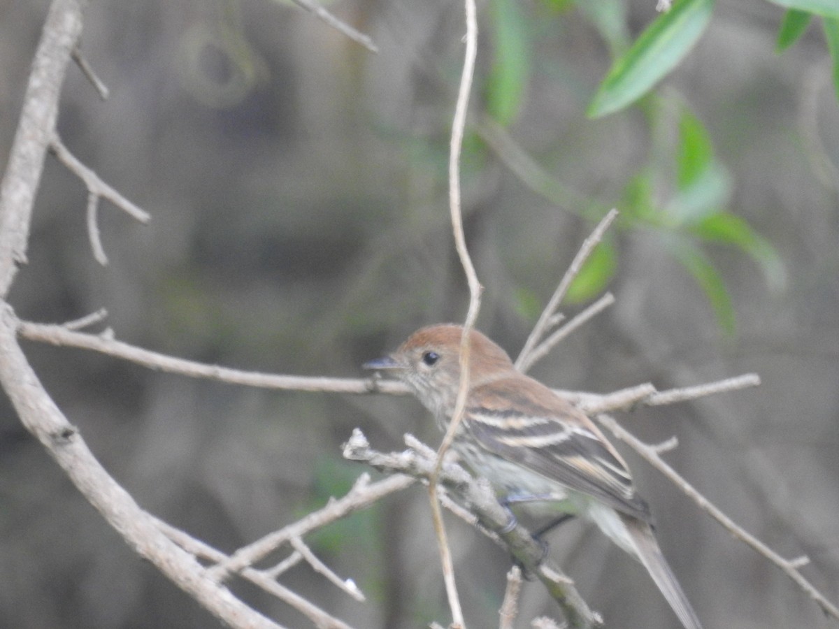 Bran-colored Flycatcher - ML646266949