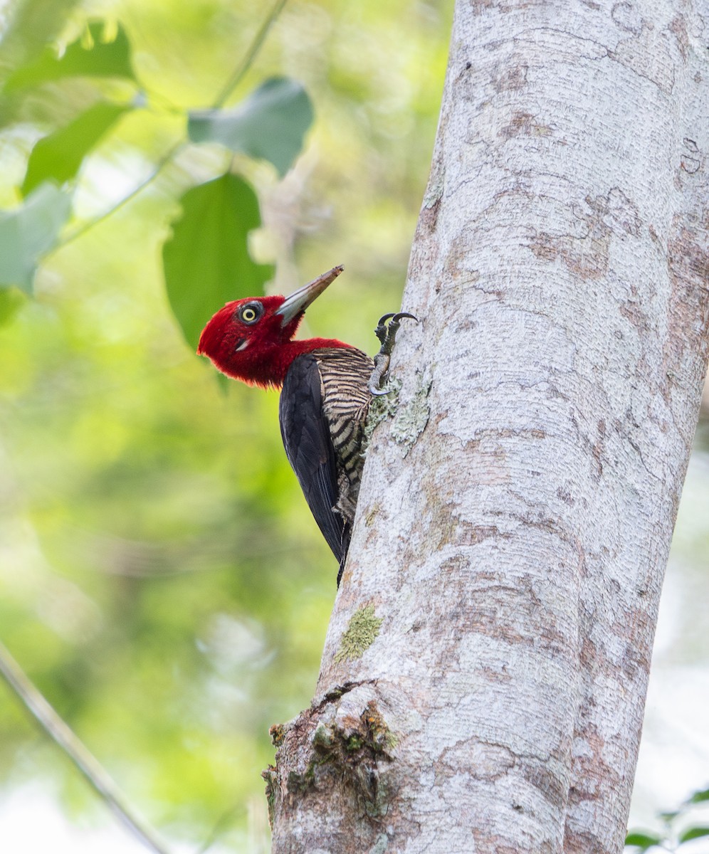 Robust Woodpecker - ML646266953