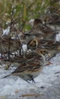 Lapland Longspur - ML646266956