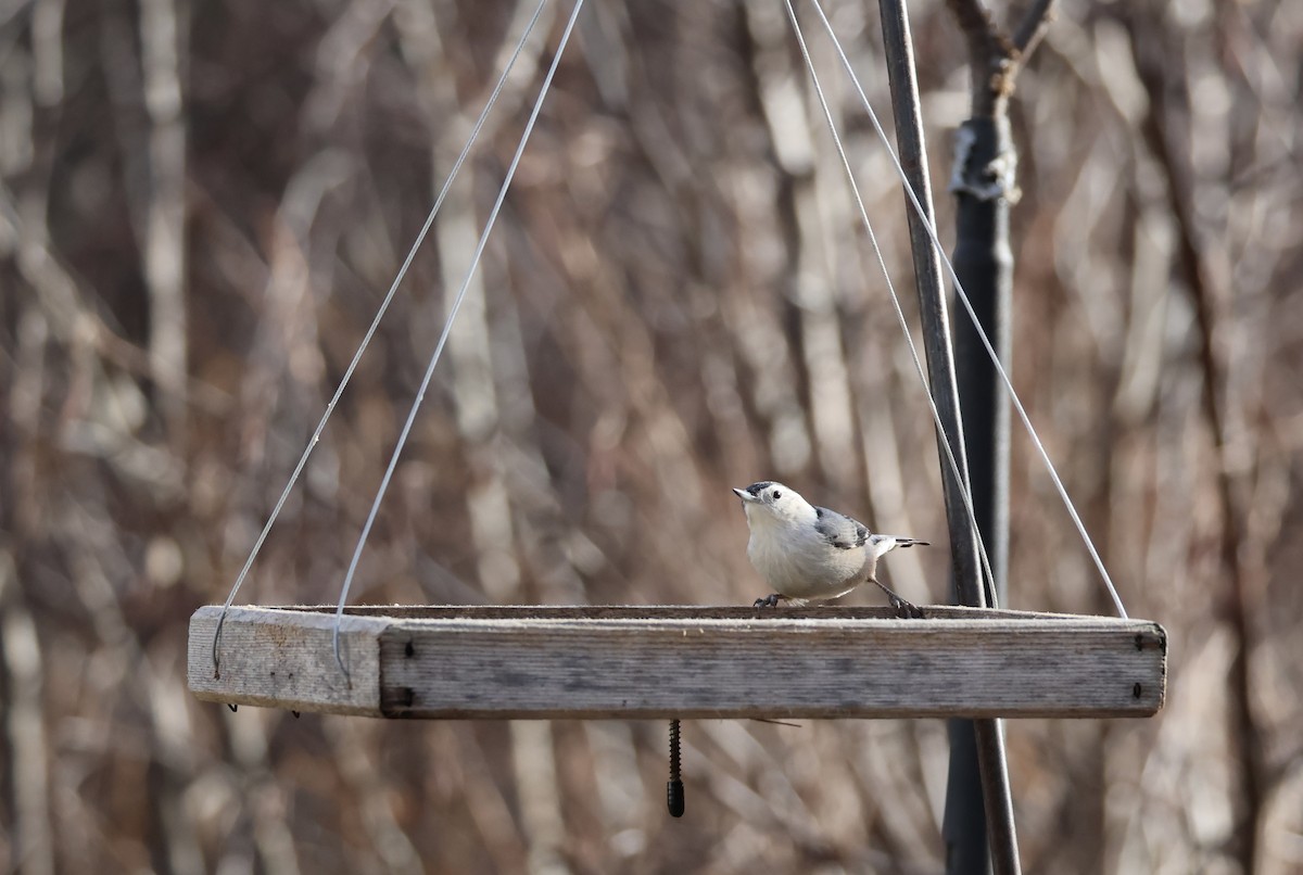 White-breasted Nuthatch - ML646266958
