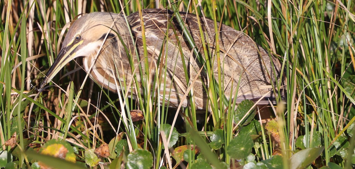 Американская выпь - ML646266959