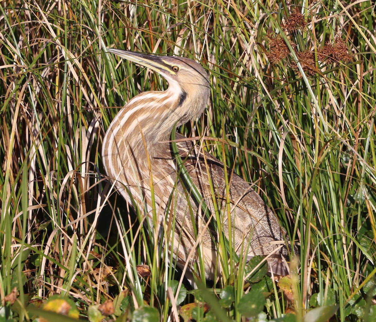 Американская выпь - ML646266960