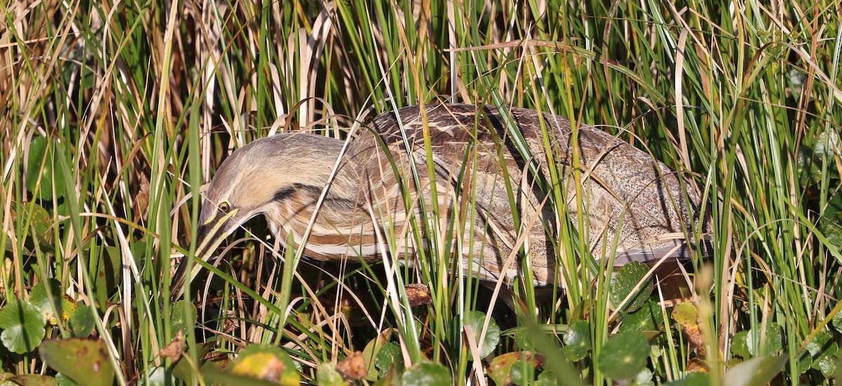 Американская выпь - ML646266961