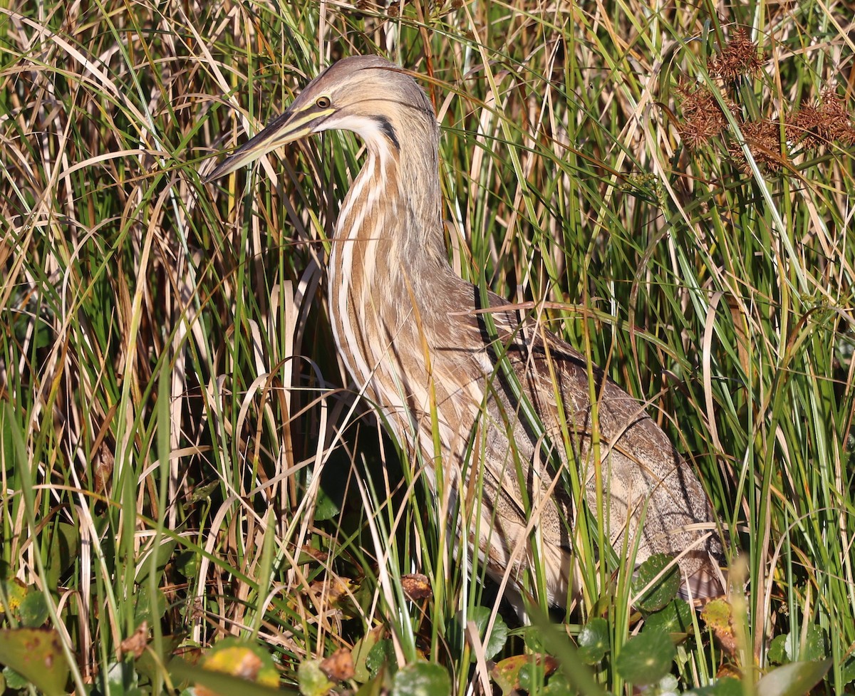 Американская выпь - ML646266962