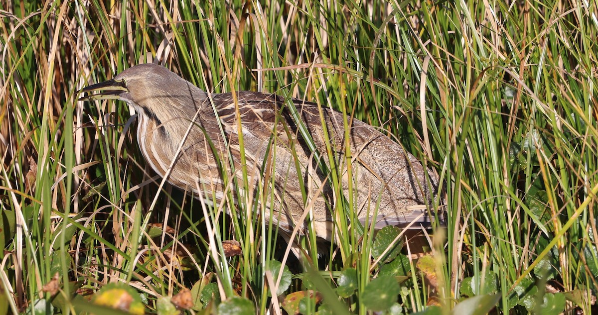 Американская выпь - ML646266963