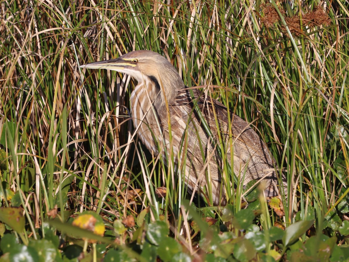 Американская выпь - ML646266964