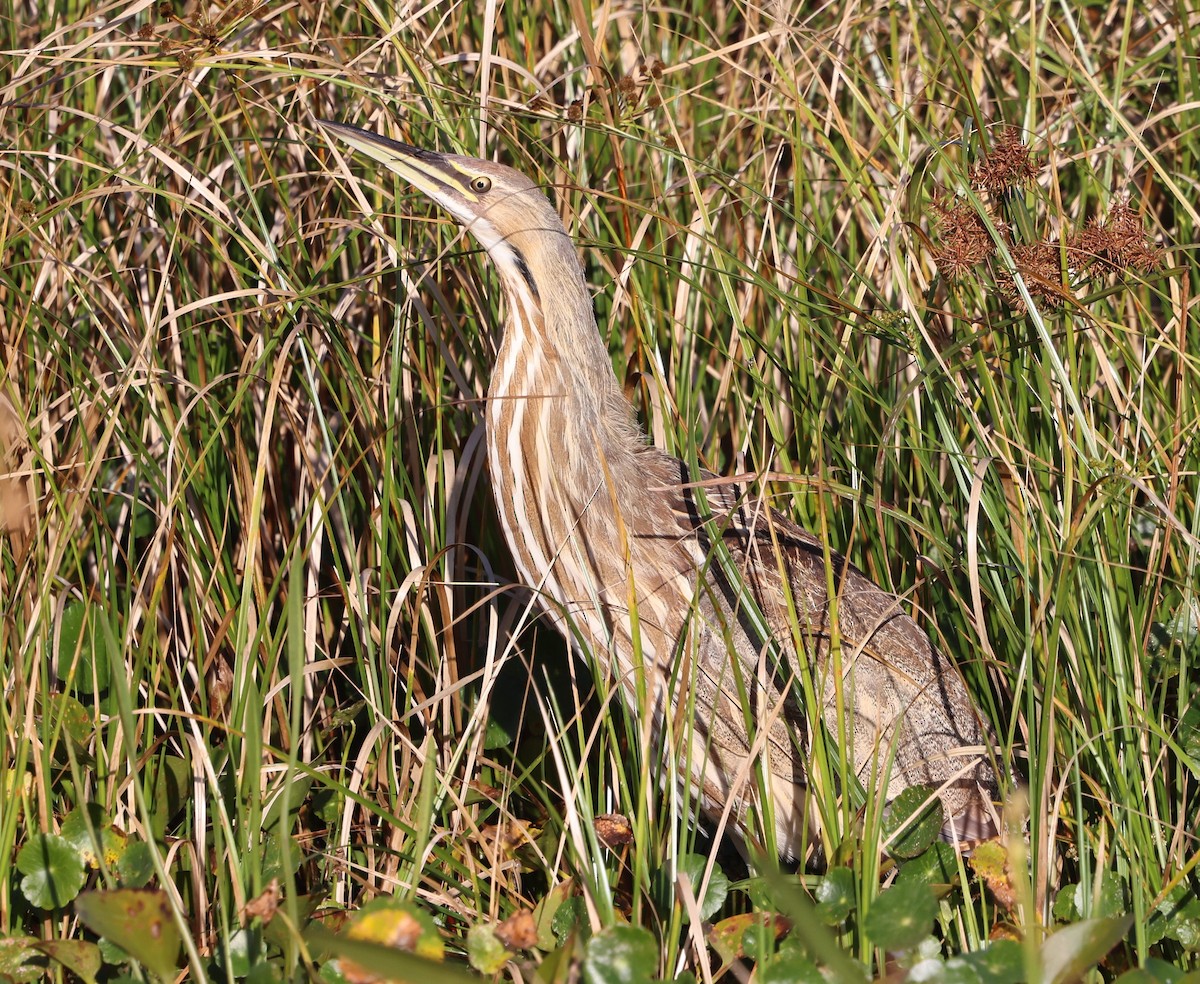 Американская выпь - ML646266965