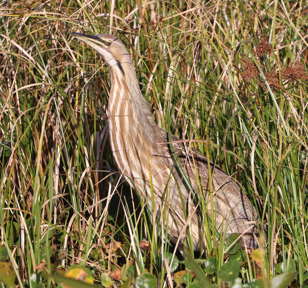 Американская выпь - ML646266966