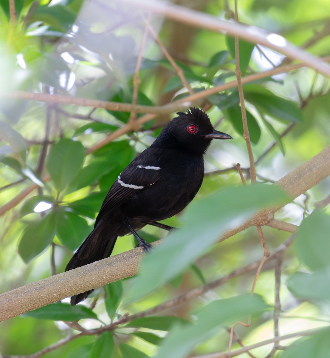 White-shouldered Fire-eye - ML646266969