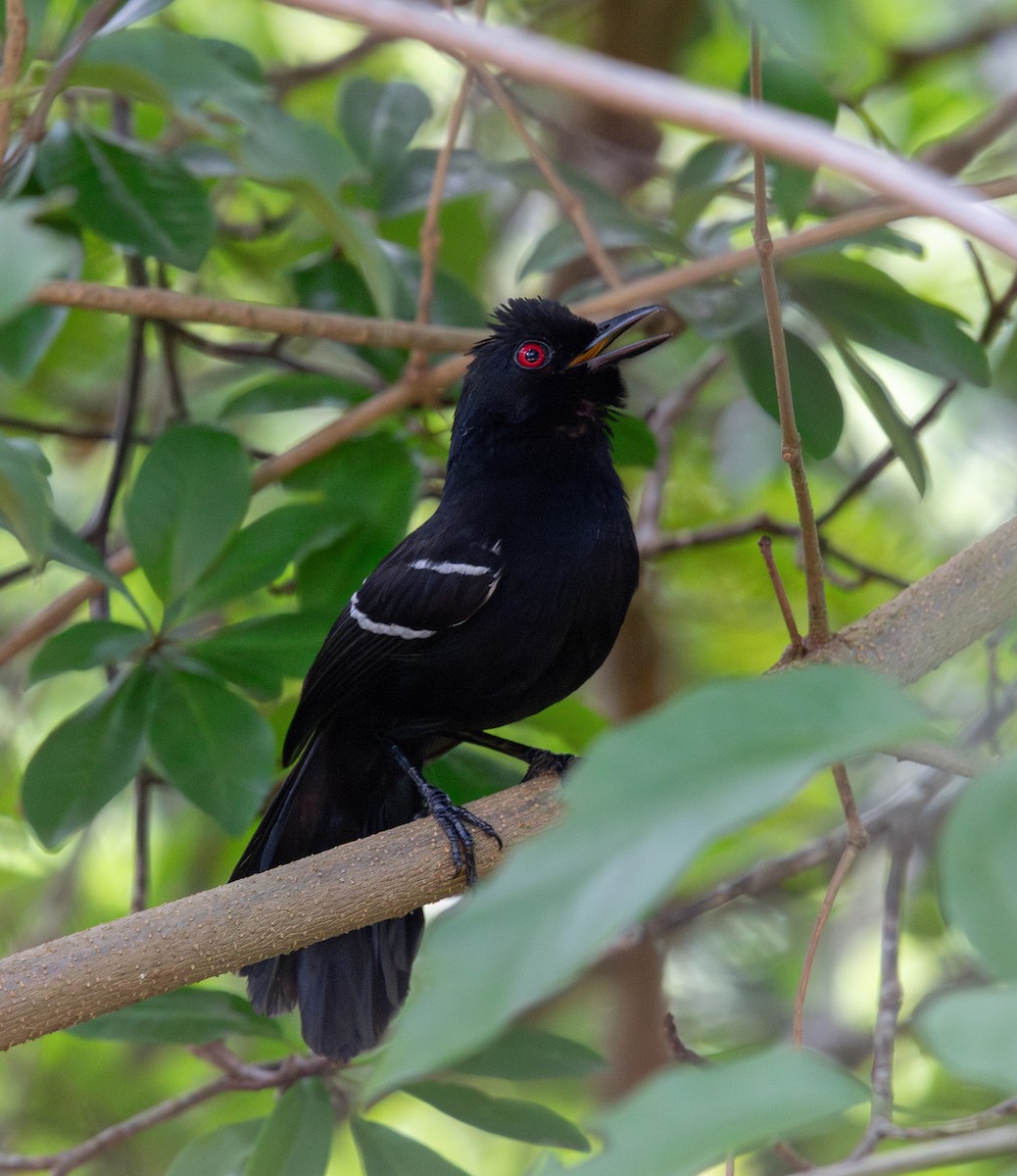 White-shouldered Fire-eye - ML646266970