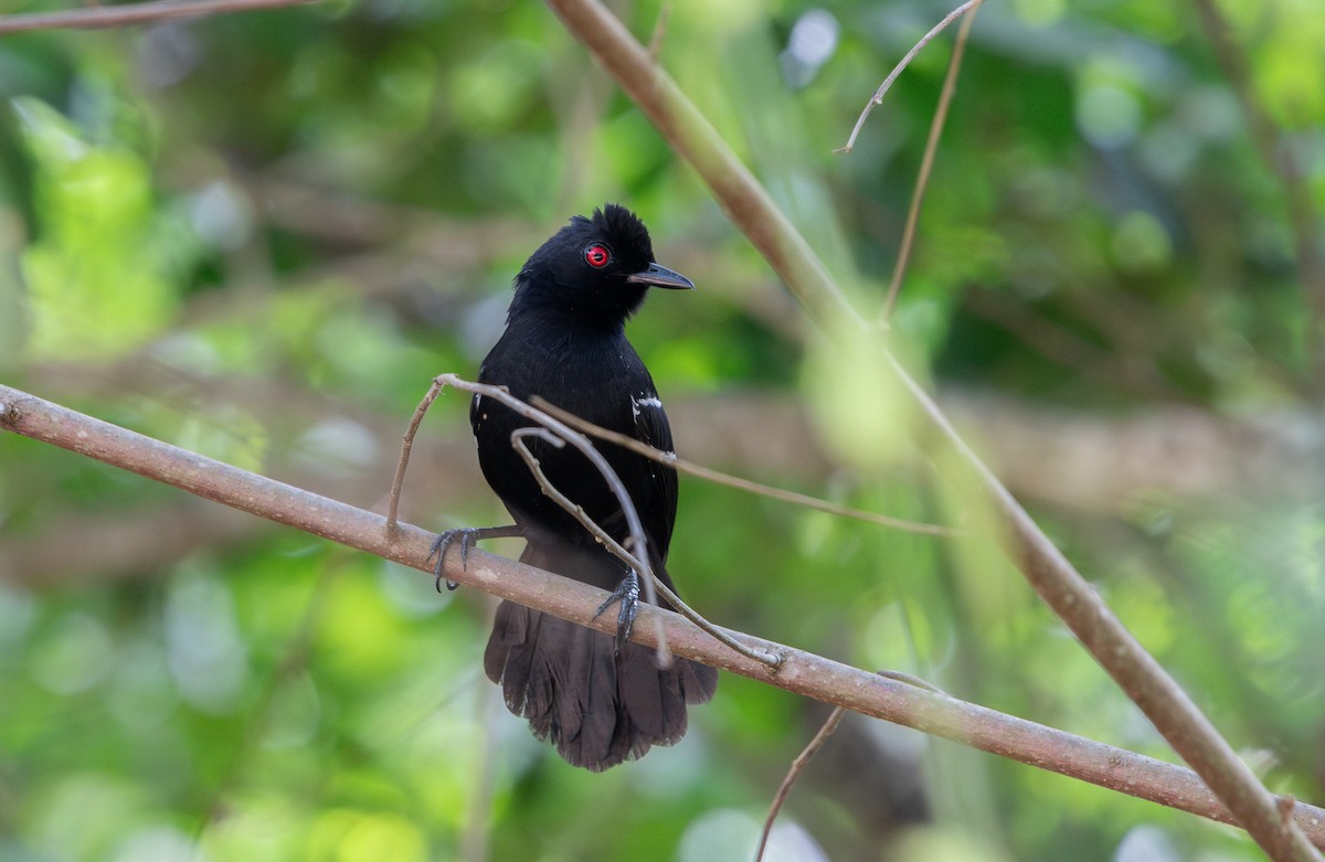 White-shouldered Fire-eye - ML646266971