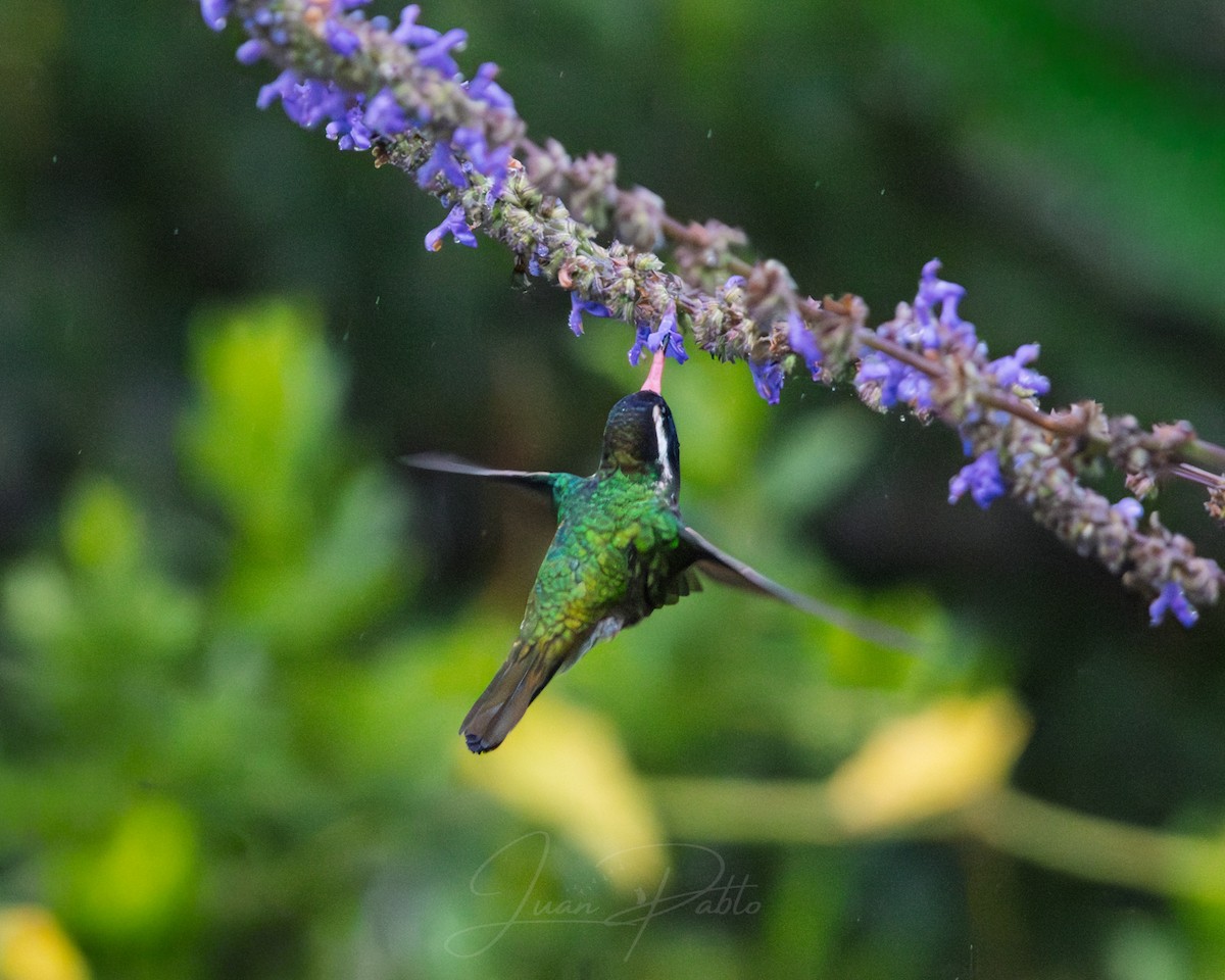 White-eared Hummingbird - ML646266972