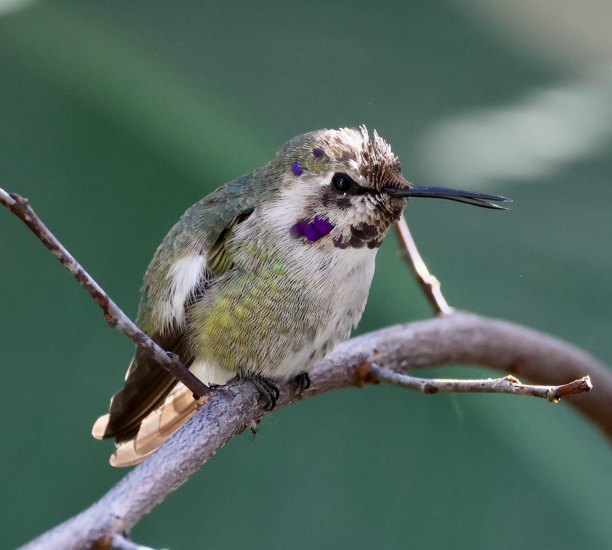 Costa's Hummingbird - ML646266974