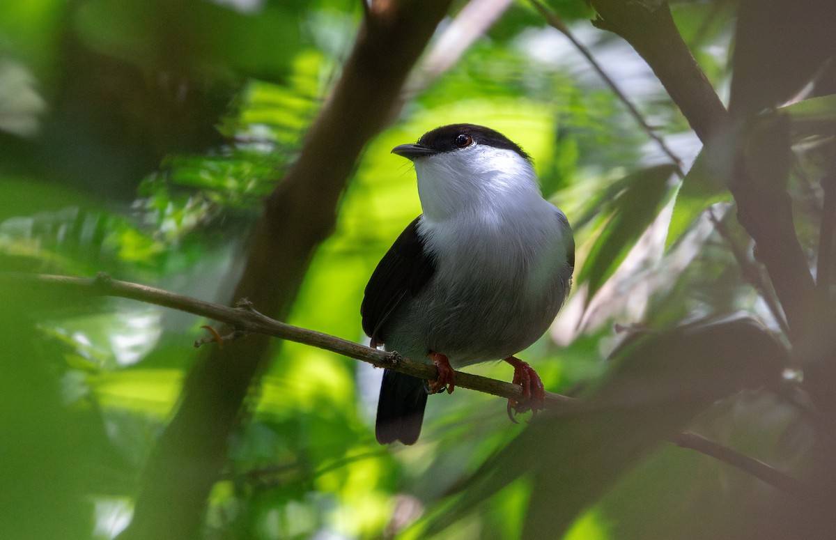White-bearded Manakin - ML646266976