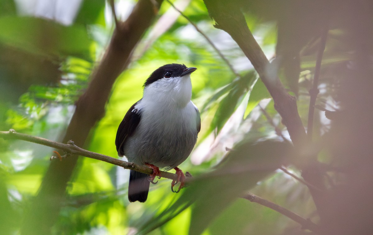 White-bearded Manakin - ML646266977