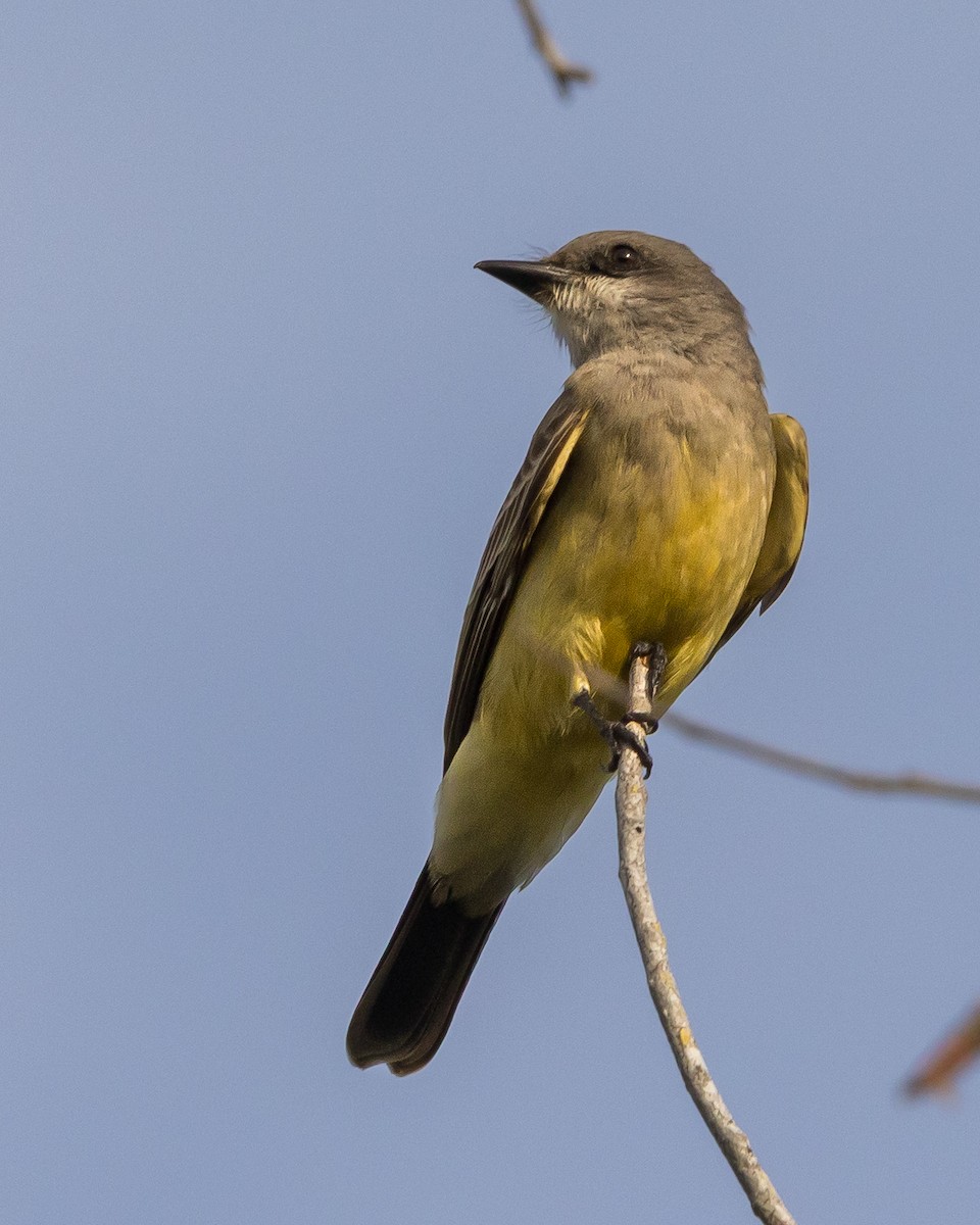 Cassin's Kingbird - ML646266978