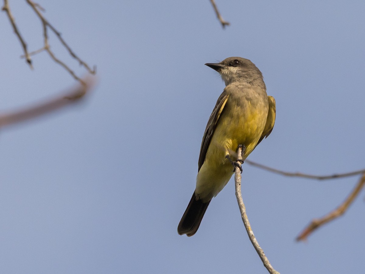 Cassin's Kingbird - ML646266979
