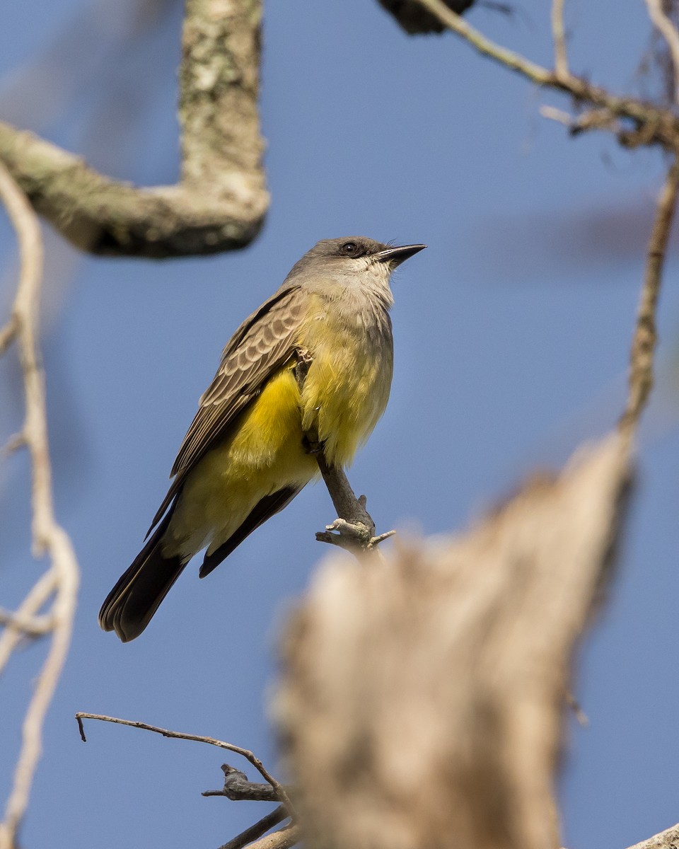 Cassin's Kingbird - ML646266980