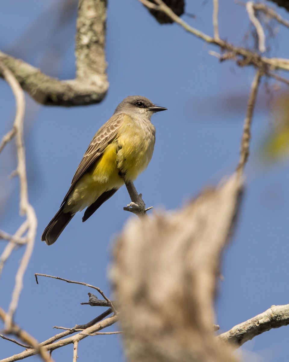 Cassin's Kingbird - ML646266981
