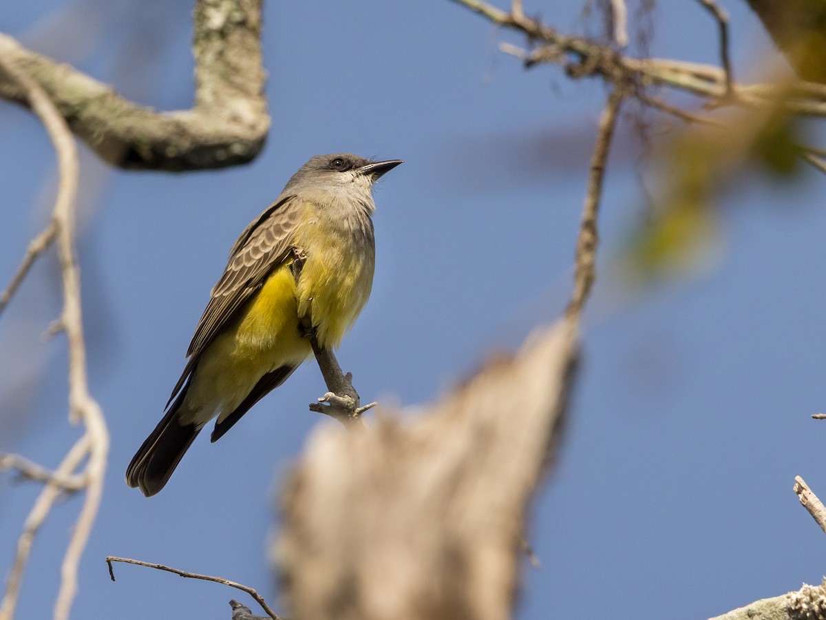 Cassin's Kingbird - ML646266982