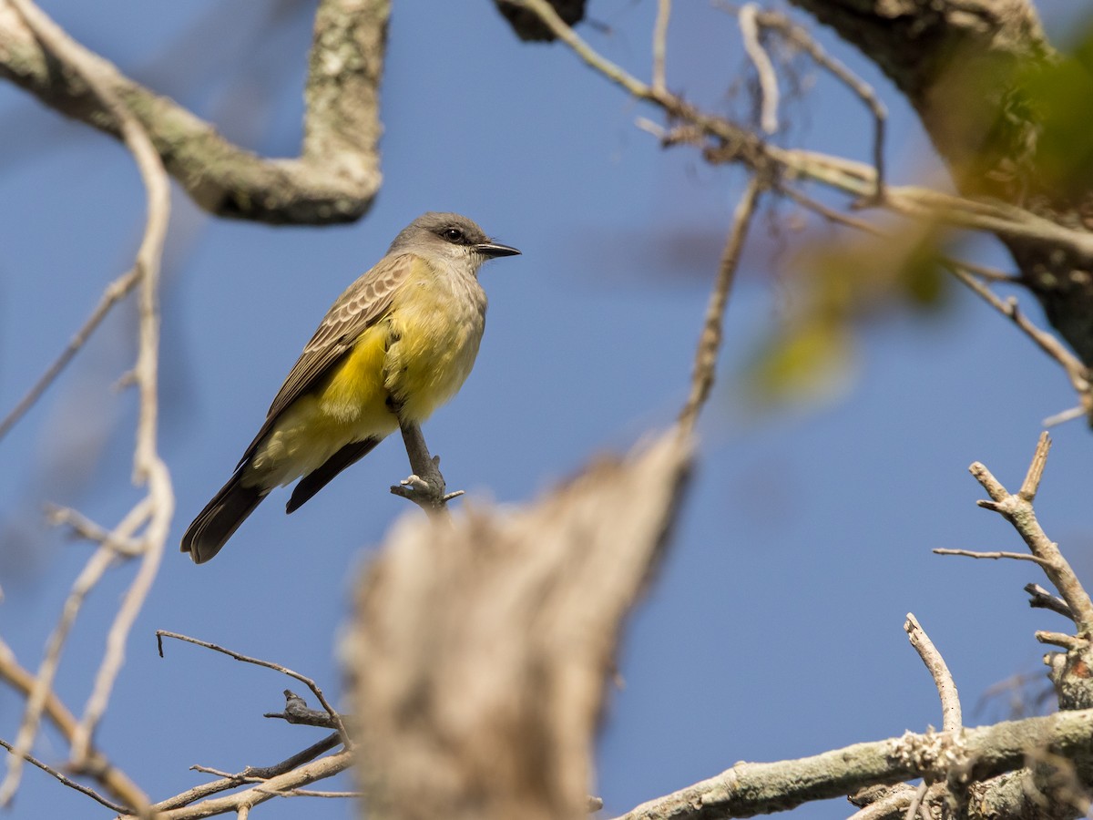 Cassin's Kingbird - ML646266983