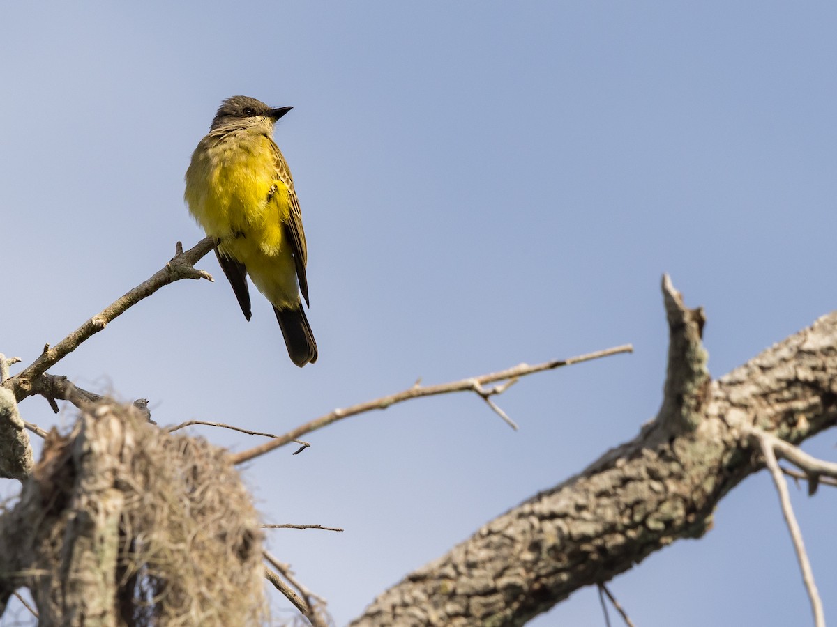 Cassin's Kingbird - ML646266984