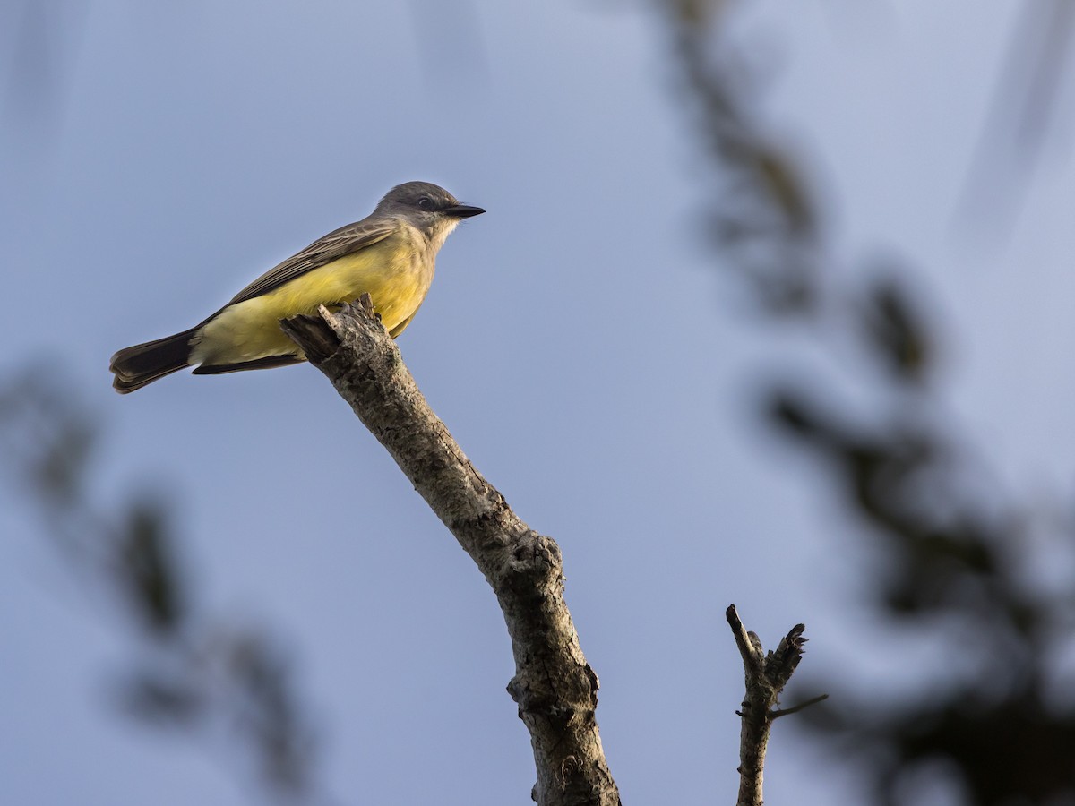 Cassin's Kingbird - ML646266986