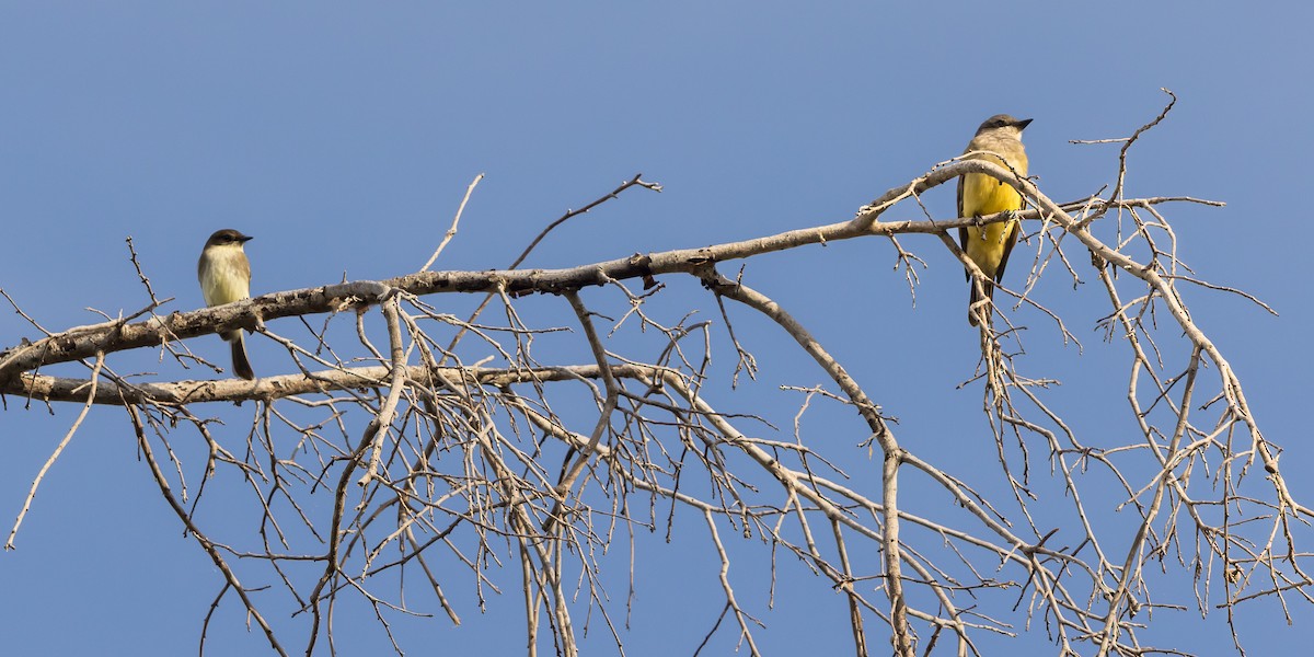 Cassin's Kingbird - ML646266987