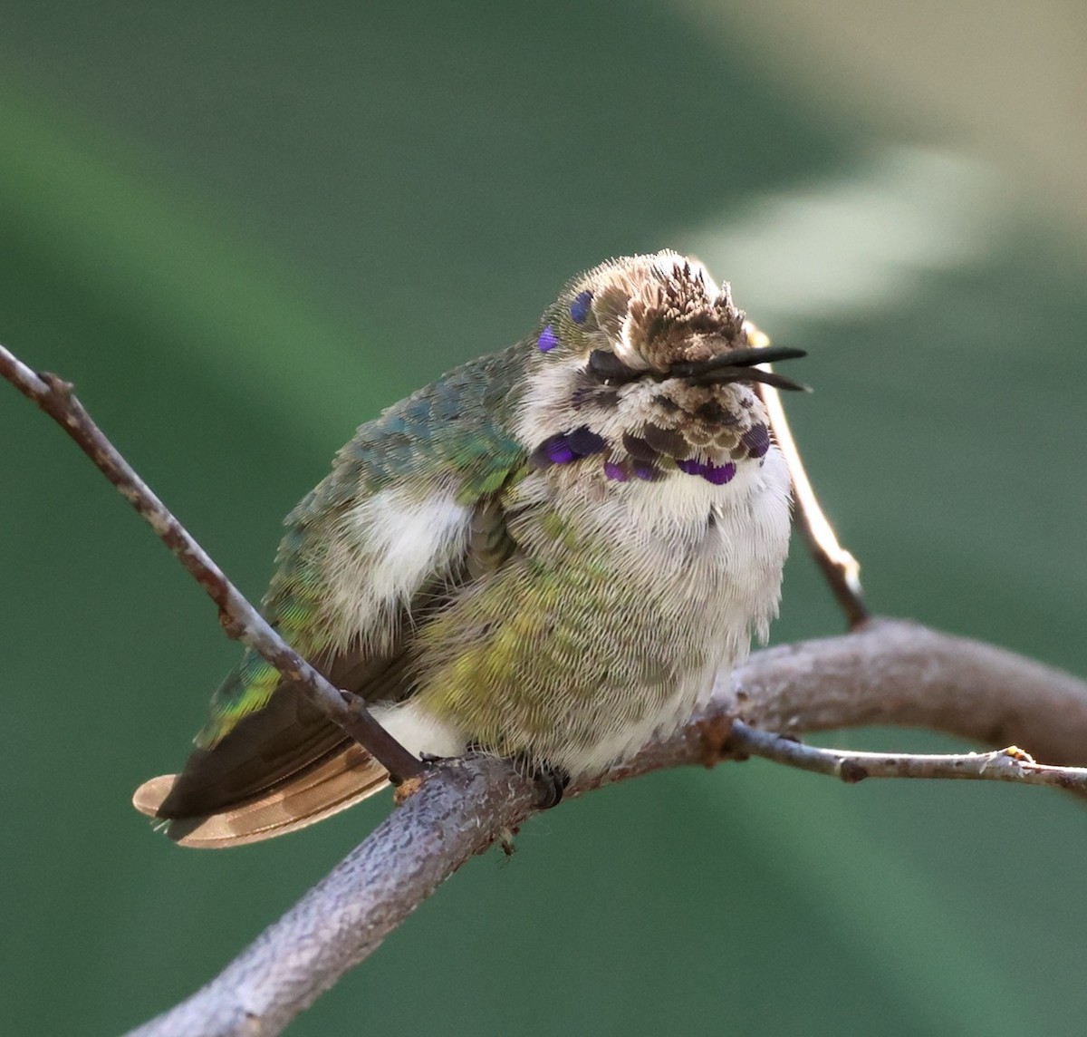 Costa's Hummingbird - ML646266989