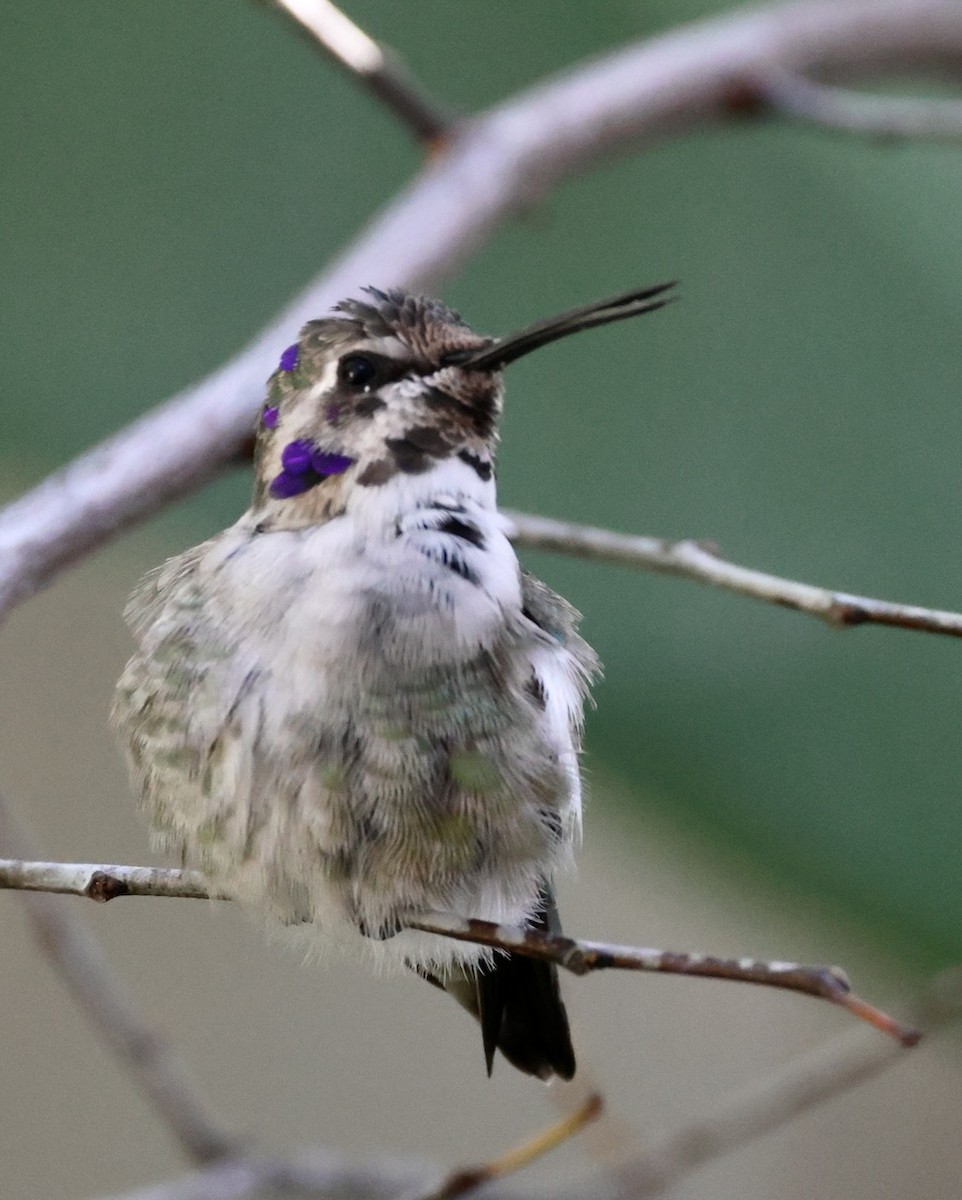 Costa's Hummingbird - ML646266991