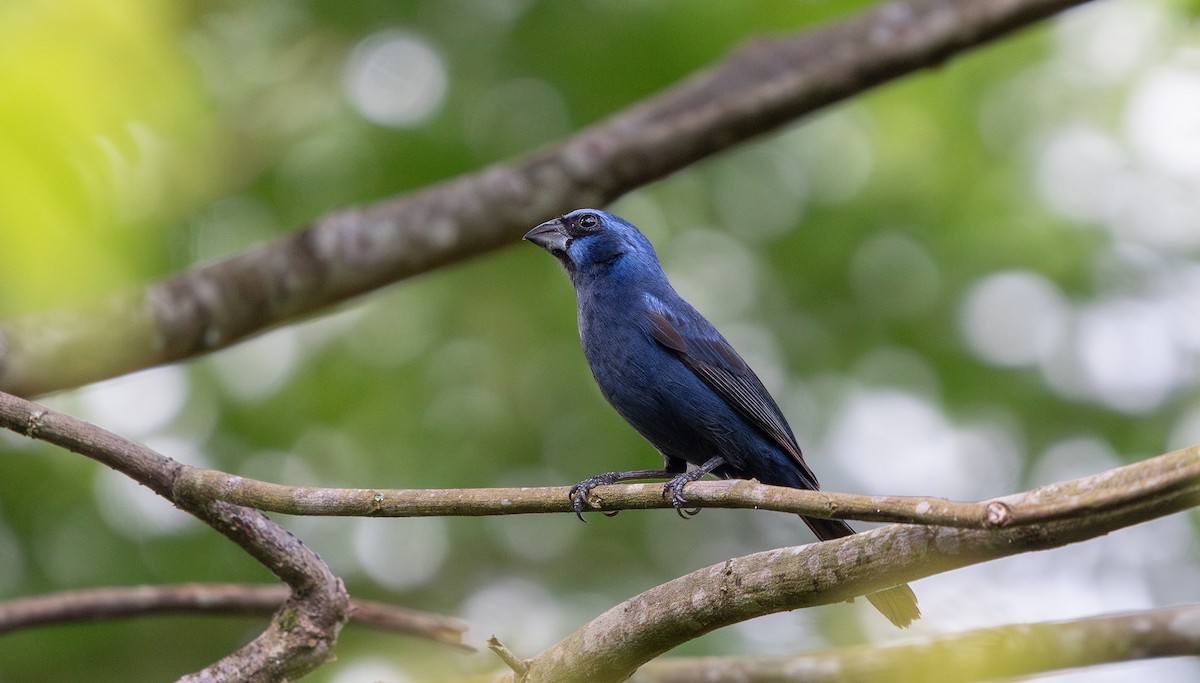 Ultramarine Grosbeak - ML646266992