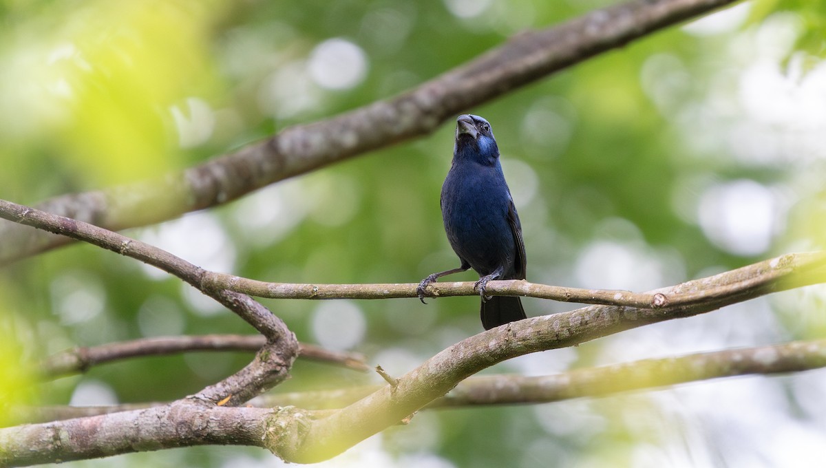 Ultramarine Grosbeak - ML646266993